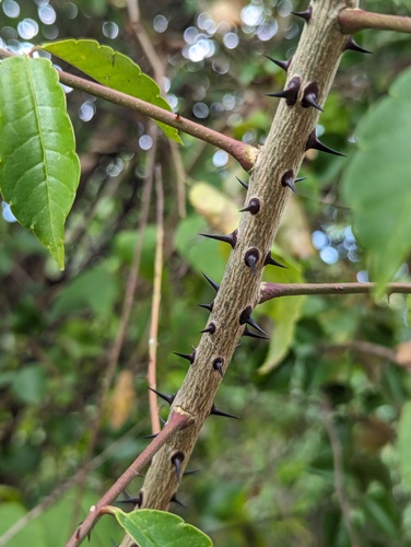 prickly yellow (Zanthoxylum caribaeum)