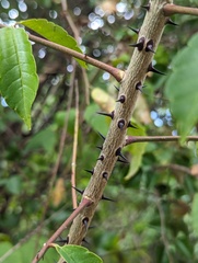 West Indian prickly ash (Zanthoxylum caribaeum)