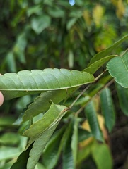 Zanthoxylum caribaeum, photograph (c) Tom and T Herman, some rights reserved (CC BY)