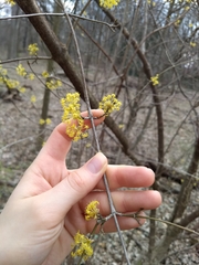 Cornus mas