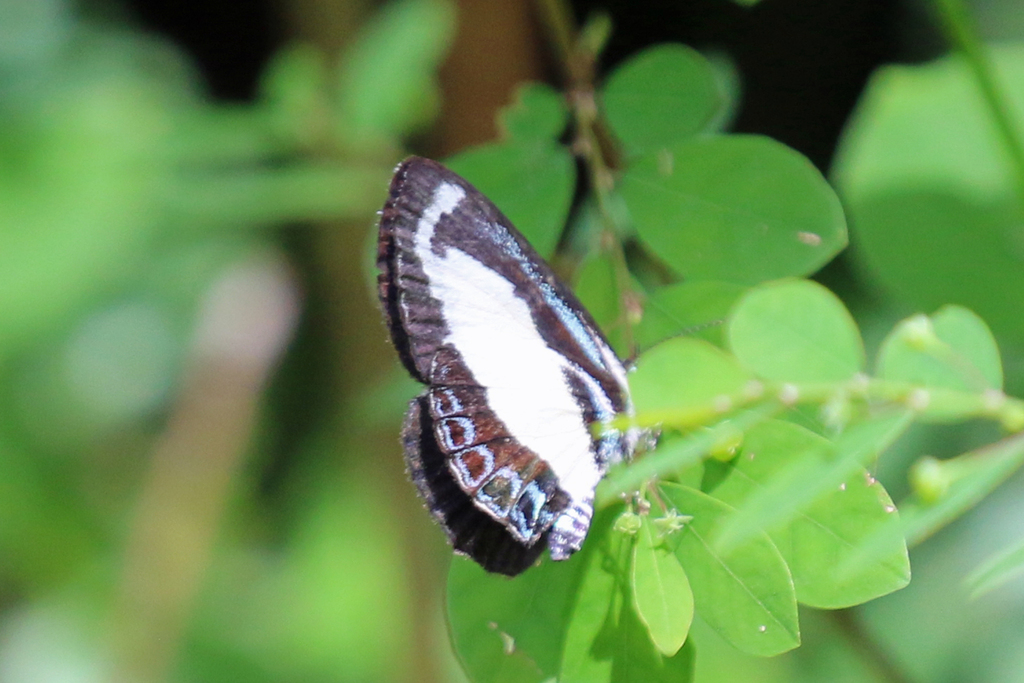 Small Green Banded Blue from Maleny QLD 4552, Australia on February 5 ...