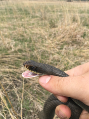 Coluber constrictor foxii