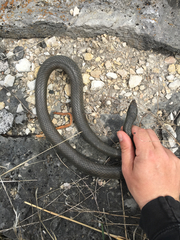 Coluber constrictor foxii