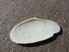Megangulus bodegensis