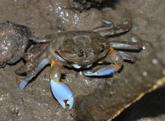 Image of Macrophthalmus pacificus