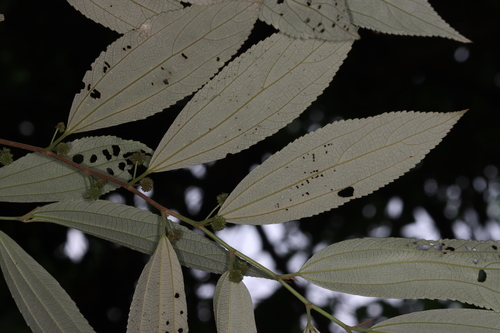 Leucosyke capitellata observed 2024-01-01