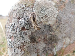 Lycia zonaria