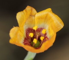 Linum puberulum