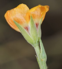 Linum puberulum