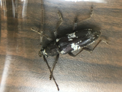 Enaphalodes taeniatus