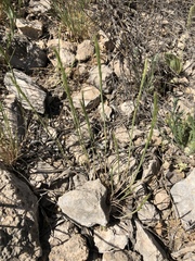 Trisetum interruptum