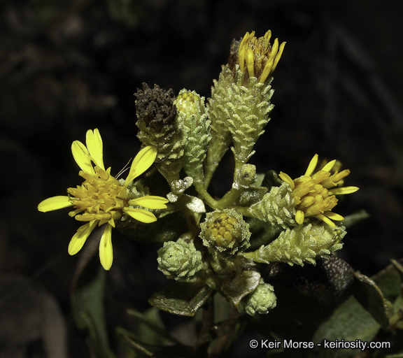 orcutt's hazardia
