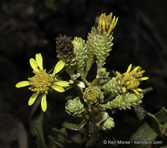 Hazardia orcuttii
