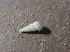 Epitonium indianorum