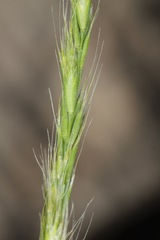 Trisetum interruptum