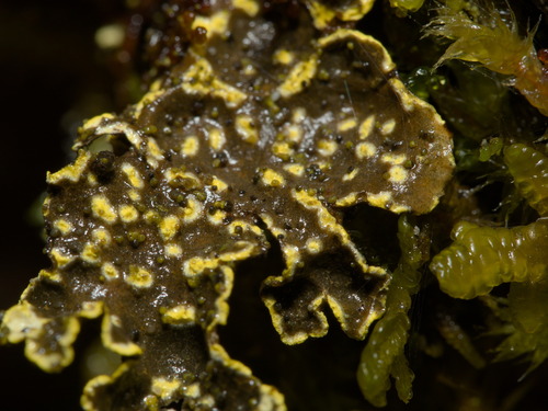 Pseudocyphellaria citrina