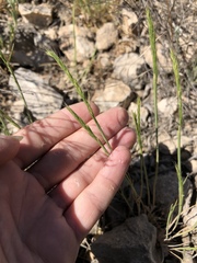 Trisetum interruptum