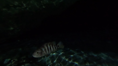 Mojarra del sureste