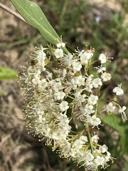 Viburnum nitidum