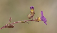 Phacelia pulchella