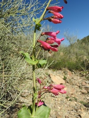 Penstemon pseudospectabilis