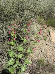 Penstemon pseudospectabilis