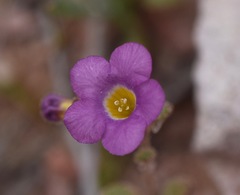 Phacelia pulchella