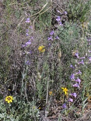 Penstemon fendleri