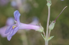 Penstemon fendleri