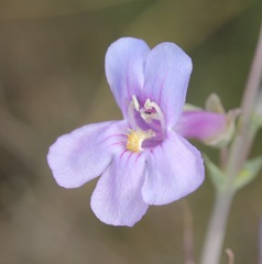 Penstemon fendleri