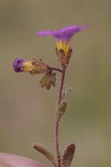 Phacelia pulchella