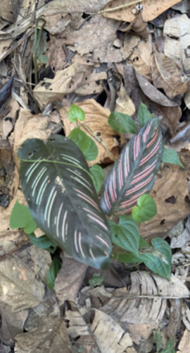 Foto de Maranta-riscada