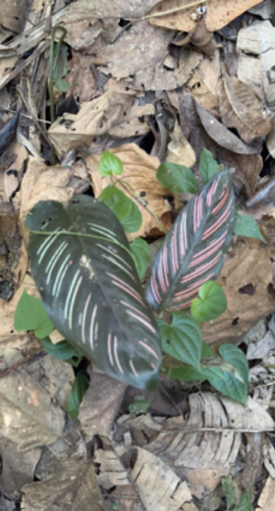 Imagem de Maranta-riscada