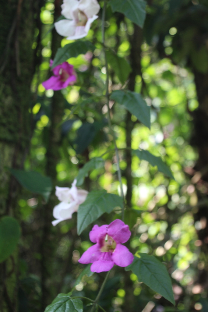 Thunbergianthus ruwenzoriensis