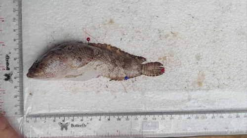 Grunting toadfish (Allenbatrachus grunniens) — Batrachoididae — 2