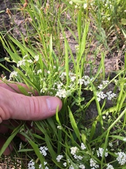 Limnosciadium pumilum