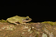 Green Iris Tree Frog photo 4