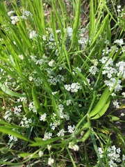 Limnosciadium pumilum