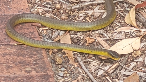 Common Tree Snake sighting