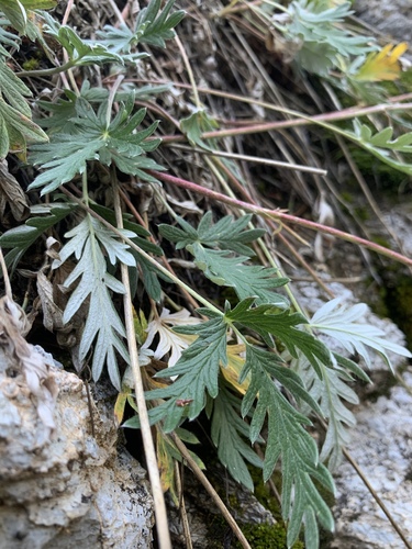 Hooker's cinquefoil (Potentilla hookeriana)