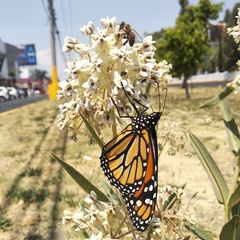 Asclepias glaucescens