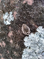 Lycia zonaria