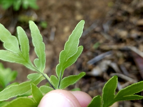 Doryopteris takeuchii observed 2024-02-04