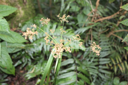 Cyperus derreilema