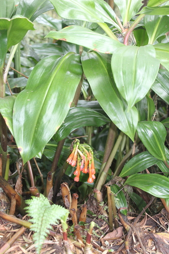 Rwenzori Bloodlily (Scadoxus cyrtanthiflorus)