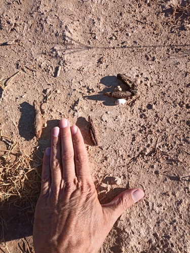 Egyptian Spiny–tailed Lizard