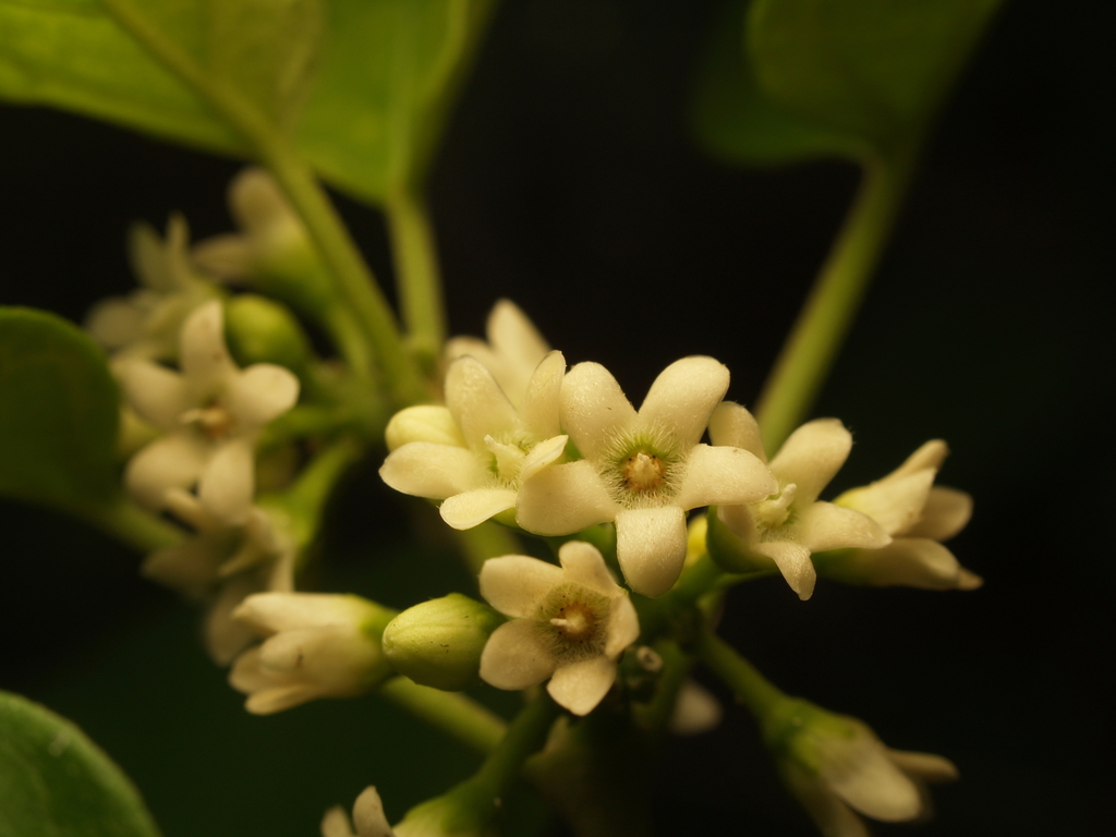 Ruehssia coulteri
