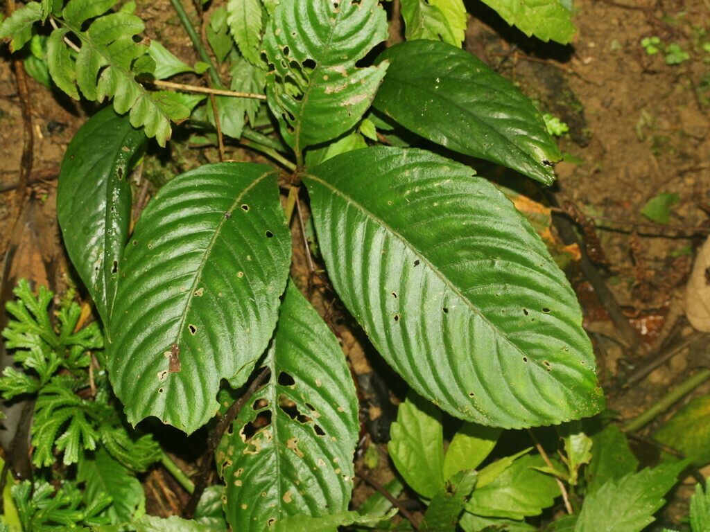 Rhynchotechum ellipticum (Rhynchotechum ellipticum)