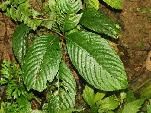 Rhynchotechum formosanum