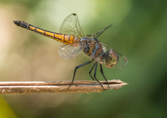 Brachydiplax chalybea